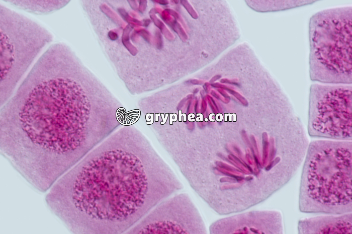 Mitose racine d'Ail ANAPHASE x640 - gryphea.com